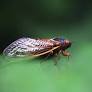 double cicada brood 2024 from www.nbcnews.com
