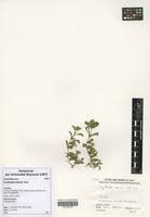 Image result for Dyschoriste radicans