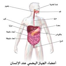 كيف ينتقل الطعام من فمك إلى عضلاتك إضاءات