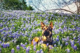 Maybe you would like to learn more about one of these? Cedar Hill Police Department K9 Colt Aka Buc Ee I Think I May Go Chase A Bad Nope I M Good Backthebluebonnets Facebook