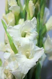Gladiolus Gladiolus Gladiolus Flower Beautiful Flowers