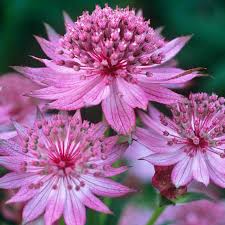 Image result for Astrantia major `Roma`