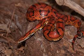 Corn snakes are a pet with few requirements. 24 Beautiful Corn Snake Morphs Colors And Prices With Pictures Exopetguides
