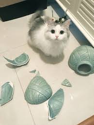 Pin Van Ramazan Sari Op Cats Katje Katten Grappige Katten Schattige Katten