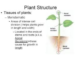 We did not find results for: Plants Plant Nutrition Review Photosynthesis Plant Reproduction Asexual