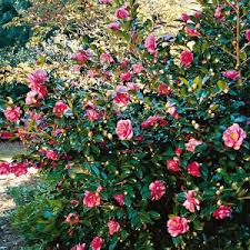 The Camelia For Fall Fall Plants Autumn Garden Camelia Bush