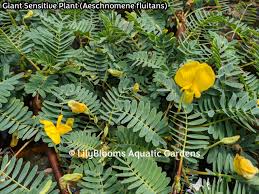 Image result for Aeschynomene