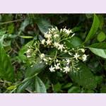 Image result for Coptosperma supra-axillare