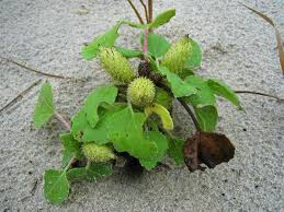 Image result for Xanthium