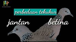 .tekukur itiumempunyai ciri ciri badan yang kecil dan ukuran badanya hampir menyerupai burung jenis perkutut untuk saat ini burung. Pengetahuan Jumlah Kuk Tekukur Kuk 1 2dan3 Dengan Bulu Sayap