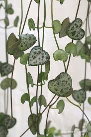 Image result for Ceropegia mirabilis