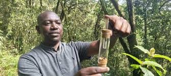 Image result for Scepocarpus hypselodendron