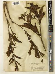 Image result for Cyphostemma crotalarioides