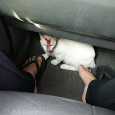 Kedai perkhidmatan cetak & fotostat. Klinik Haiwan Jabatan Perkhidmatan Haiwan Dan Perusahaan Ternak Daerah Keningau Peti Surat 48