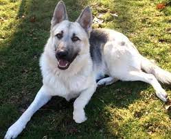 Akc german shepherd pups dame is loaded. Https Www Google Com Blank Html German Shepherd Puppies German Shepherd Dogs German Shepherd Training