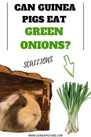 Check spelling or type a new query. Pin On Guinea Pig Food And Diet