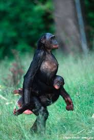 Pin By She Flies Again Norbel Marolla On ܓ The Wonderful Bonobo Bonobo Baby Animals Baboon