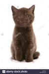 British shorthair | Cats & Kittens for Sale - Gumtree