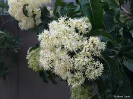 Image result for Nuxia floribunda