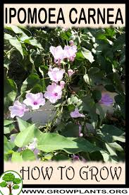 Image result for Ipomoea carnea