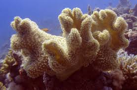 Image result for Sarcophrynium