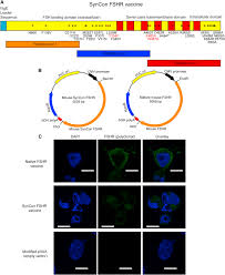 Engineered Dna Vaccination Against Follicle Stimulating Hormone Receptor Delays Ovarian Cancer Progression In Animal Models Molecular Therapy