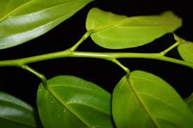 Image result for Strombosia