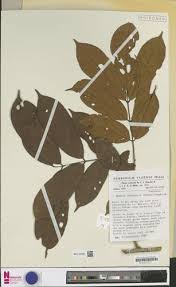 Image result for Rourea thomsonii