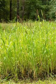 Image result for Echinochloa utilis