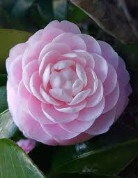 Pin On Flowers Beauty Colors And Design Patterns