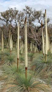 Image result for Xanthorrhoea