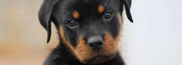 Sos chien en detresse des chiens en normandie et autres regions aimeraient trouver une famille !! Adoption Chiot Animaux A Adopter Avec La Spa