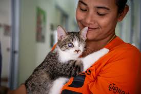 Soi Dog Foundation hat in nije foto...