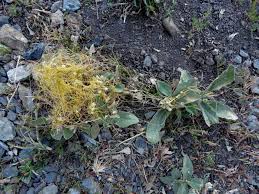 Image result for Cuscuta approximata