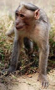 Top 10 pharmaceutical companies in the bangladesh pharma market. Penang Biotech Park Bukit Minyak Malaysia Pharmaceutical Technology