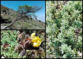 Image result for Adenocarpus mannii