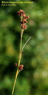 Image result for Rhynchospora