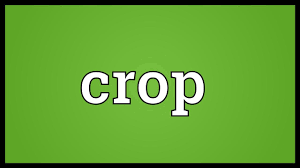 Maybe you would like to learn more about one of these? Crop Meaning Youtube