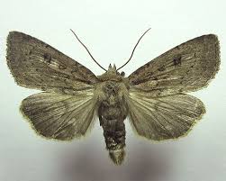 Image result for Graphiphora augur