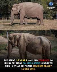 Explorer - The Broken Back of Pai Lin Pai Lin is 71 years old. For 25  years, she was forced to carry heavy wooden saddles and up to six tourists  at a