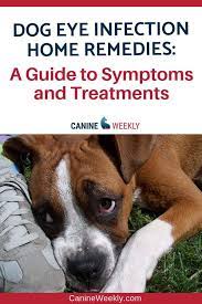 Dog Eye Infection Home Remedies Symptoms And Natural Treatments Eye Infection In Dogs Eye Infections Dog Eyes