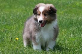 Common coat colors include blue merle, sable, and black with white markings. Sheltie Puppies Forsale Wisconsin