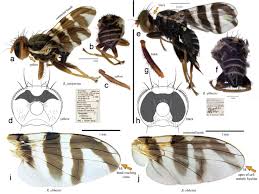 Image result for Rhagoletis completa