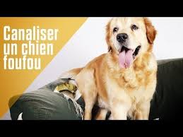 Mon Chien Est Trop Fou Comment Le Canaliser Formation De Chiot Chien Dresser Un Chien
