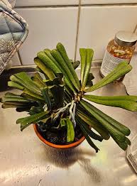 Image result for Aerangis kirkii