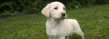 You'll find below all the articles written in the puppy category of this site. Labrador Dog And Puppy Information Rspca