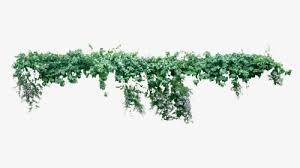 Alt=spring decoration with leaves transparent png clip art image. Transparent Vine Png Hanging Plants No Background Png Download Transparent Png Image Pngitem