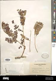 Image result for Albizia gummifera