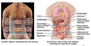 Would you determine the quadrants and regions of abdomen flashcards. Https Www Ddtwo Org Site Handlers Filedownload Ashx Moduleinstanceid 33727 Dataid 45775 Filename Unit 203 20notes 20powerpoint Pdf