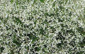 Euphorbia hypericifolia 'diamond frost' is a tender evergreen perennial, usually grown as an annual, boasting a profusion of tiny white flowers reminiscent of baby's breath from late spring to the first frosts. Euphorbia Diamond Frost Life Is A Garden